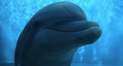 vasca delfini acquario di genova
